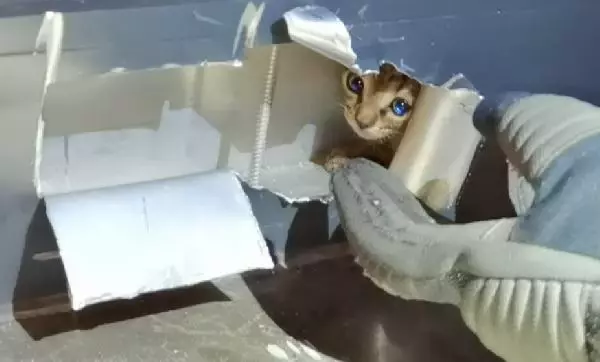 Son dakika haber! PENCERENİN ÇERÇEVESİNDE SIKIŞAN YAVRU KEDİYİ İTFAİYE KURTARDI