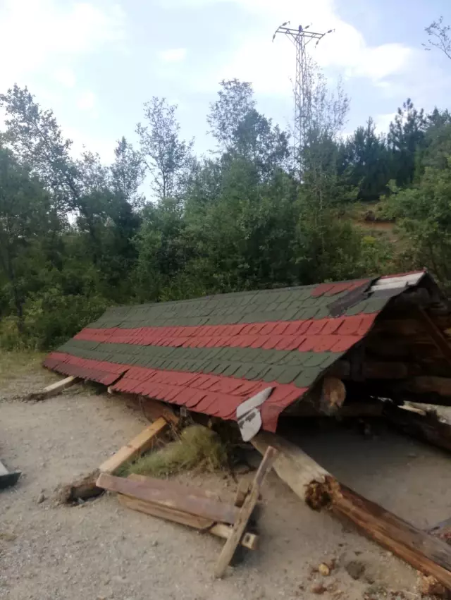 Piknik yaptıkları kamelyanın altında kaldılar Piknik yaptıkları kamelyanın altında kaldılar