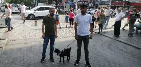 SAHİPLENDİĞİ CÜCE KEÇİYE BEBEK BEZİ GİYDİRİP GEZDİRİYOR SAHİPLENDİĞİ CÜCE KEÇİYE BEBEK BEZİ GİYDİRİP GEZDİRİYOR