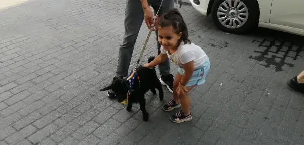 SAHİPLENDİĞİ CÜCE KEÇİYE BEBEK BEZİ GİYDİRİP GEZDİRİYOR