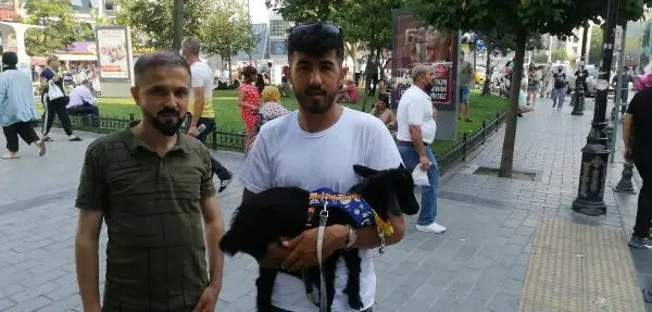 SAHİPLENDİĞİ CÜCE KEÇİYE BEBEK BEZİ GİYDİRİP GEZDİRİYOR