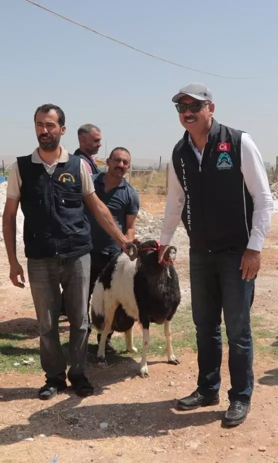 Şanlıurfa'da ihtiyaç sahibi ailelere kurbanlık dağıtıldı Şanlıurfa'da ihtiyaç sahibi ailelere kurbanlık dağıtıldı