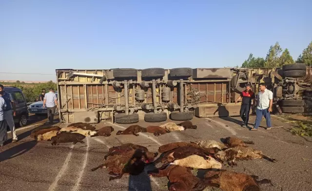 Şanlıurfa'da tırın devrilmesi sonucu 42 küçükbaş hayvan telef oldu Şanlıurfa'da tırın devrilmesi sonucu 42 küçükbaş hayvan telef oldu