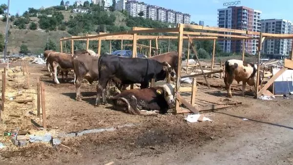 Son dakika haber | İSTANBUL SARIYER'DE KURBAN FİYATLARI YÜKSELDİ