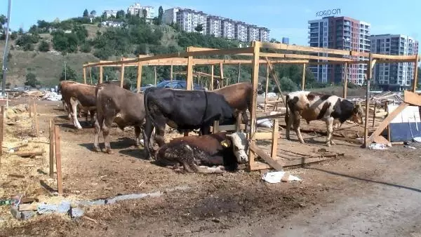 Son dakika haber | İSTANBUL SARIYER'DE KURBAN FİYATLARI YÜKSELDİ