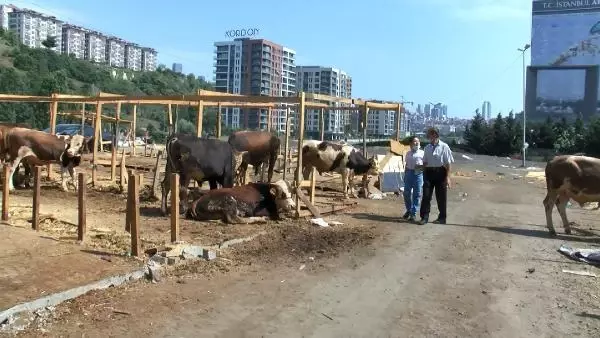 Son dakika haber | İSTANBUL SARIYER'DE KURBAN FİYATLARI YÜKSELDİ
