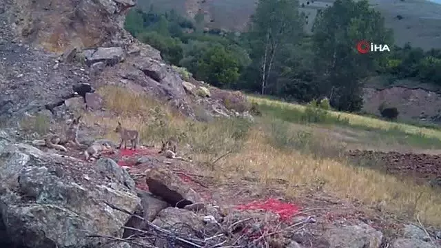 Sıcaktan bunalan tilki ailesi yuvalarının önünde görüntülendi