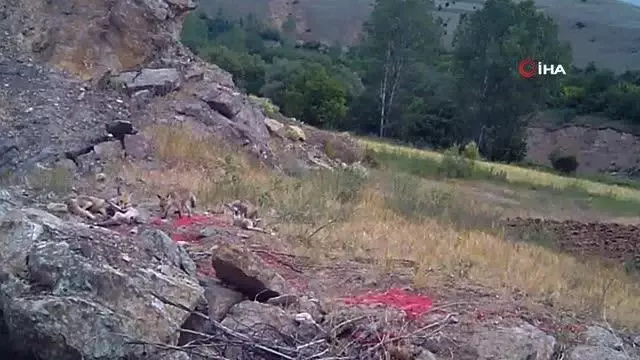 Sıcaktan bunalan tilki ailesi yuvalarının önünde görüntülendi