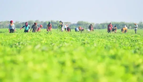 The unsung heroes of agriculture welcomed the Eid al-Adha by working in the heat of Adana