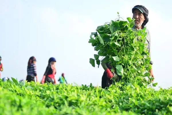 The unsung heroes of agriculture welcomed the Eid al-Adha by working in the heat of Adana