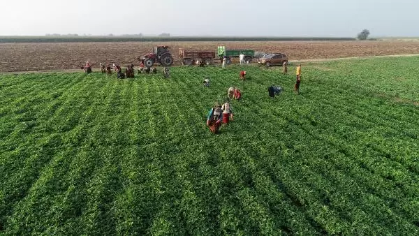 The unsung heroes of agriculture welcomed the Eid al-Adha by working in the heat of Adana
