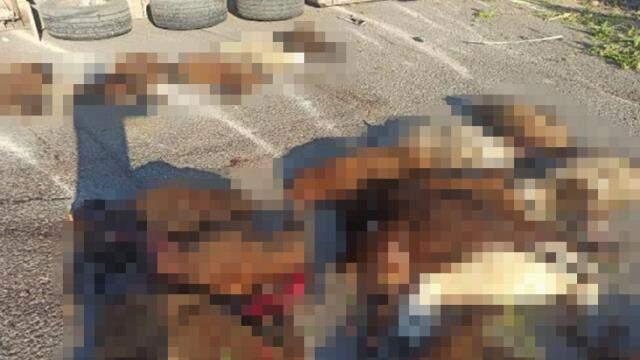 Tır devrildi; sürücü yaralandı, 42 küçükbaş hayvan telef oldu Tır devrildi; sürücü yaralandı, 42 küçükbaş hayvan telef oldu