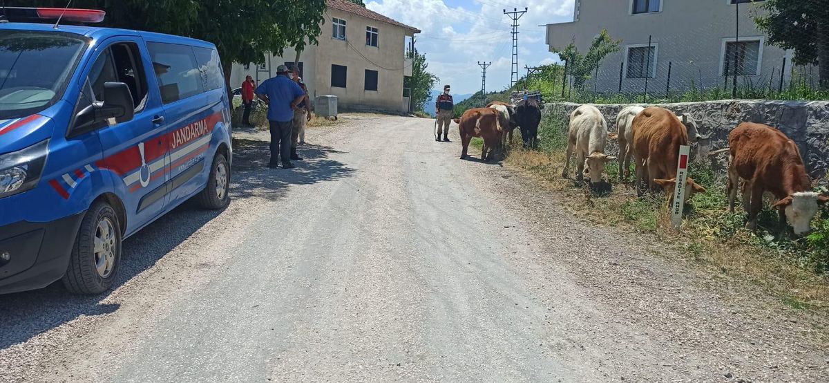 Son dakika haberleri... Tokat'ta kaybolan büyükbaş hayvanları jandarma buldu