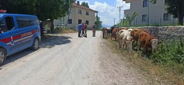 Son dakika haberleri... Tokat'ta kaybolan büyükbaş hayvanları jandarma buldu