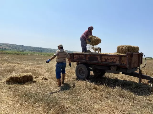 Trakya çiftçisi bayramda da üretime devam ediyor