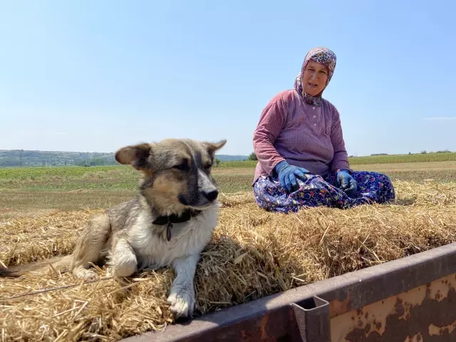 Trakya çiftçisi bayramda da üretime devam ediyor