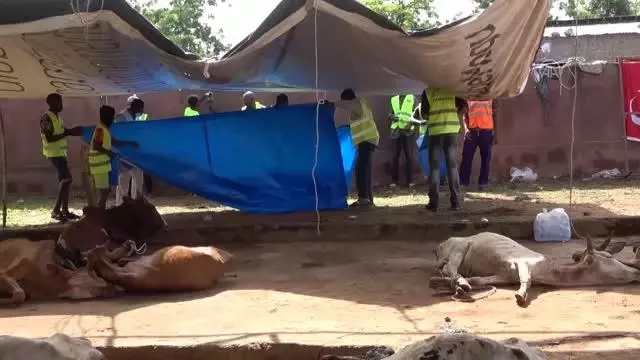 Türkiye'den Mali'deki ihtiyaç sahiplerine kurban yardımı Türkiye'den Mali'deki ihtiyaç sahiplerine kurban yardımı