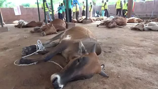 Türkiye'den Mali'deki ihtiyaç sahiplerine kurban yardımı