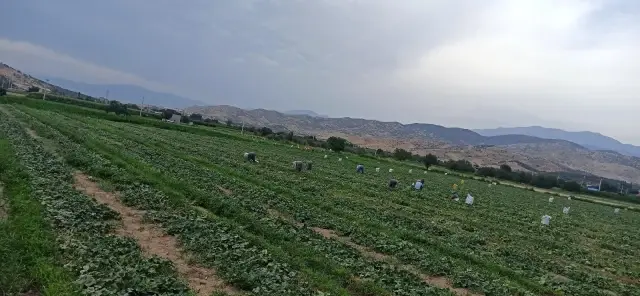 Turşuluk salatalıkta ikinci sezon