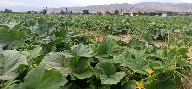 Turşuluk salatalıkta ikinci sezon
