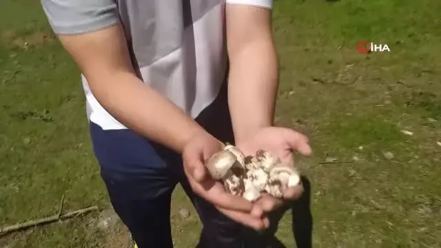 Uzmanından zehirli mantarda 48 saat uyarısı
