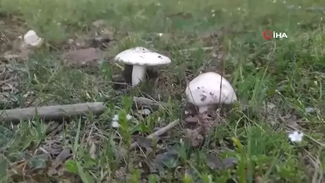 Uzmanından zehirli mantarda 48 saat uyarısı