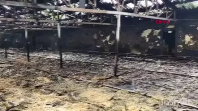 Son dakika haber | YANGINDA 12 BİN HİNDİ YAVRUSU ÖLDÜ, ÇİFTLİK SAHİBİ GÖZYAŞI DÖKTÜ Son dakika haber | YANGINDA 12 BİN HİNDİ YAVRUSU ÖLDÜ, ÇİFTLİK SAHİBİ GÖZYAŞI DÖKTÜ