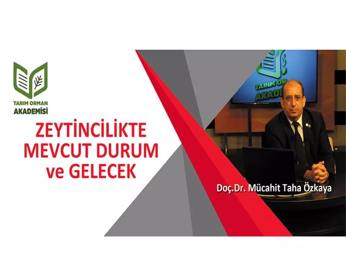 ZEYTİNCİLİKTE MEVCUT DURUM ve GELECEK