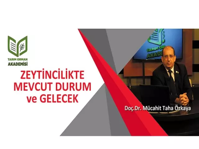 ZEYTİNCİLİKTE MEVCUT DURUM ve GELECEK ZEYTİNCİLİKTE MEVCUT DURUM ve GELECEK