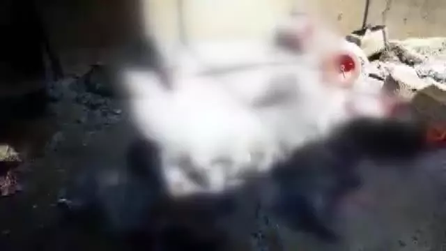 Son dakika haberleri: ZONGULDAK - Çiftlik yangınında 12 bin hindi yavrusu telef oldu Son dakika haberleri: ZONGULDAK - Çiftlik yangınında 12 bin hindi yavrusu telef oldu