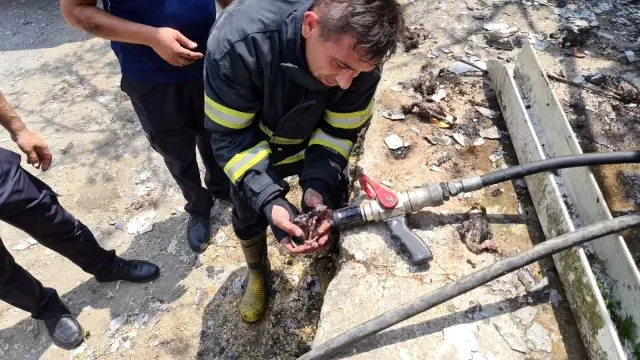 Zonguldak'ta 12 bin hindi yavrusu yangında telef oldu, bir otomobil kullanılamaz hale geldi