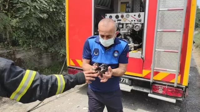 Zonguldak'ta çıkan çiftlik yangınında 12 bin hindi yavrusu telef oldu