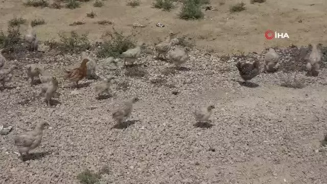 Ölüme terk edilen civcivler toplanmaya başladı