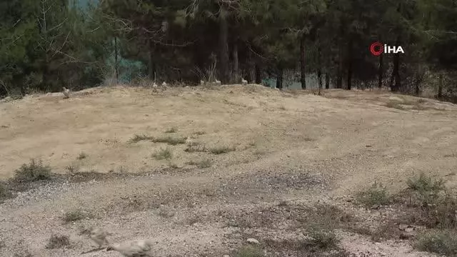 Ölüme terk edilen civcivler toplanmaya başladı