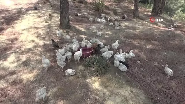 Ölüme terk edilen civcivler toplanmaya başladı