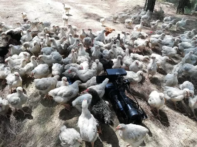 Ölüme terk edilen civcivler toplanmaya başladı