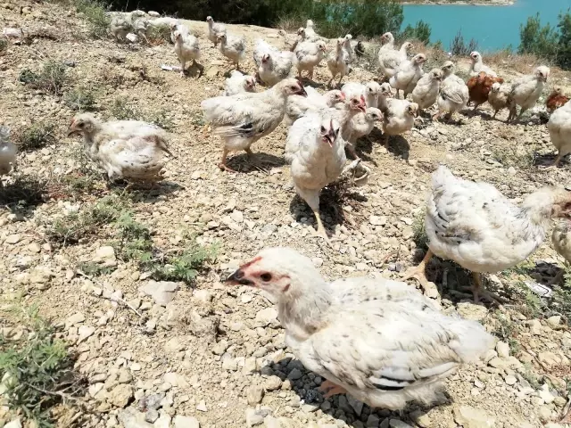 Ölüme terk edilen civcivler toplanmaya başladı