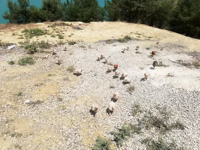 Ölüme terk edilen civcivler toplanmaya başladı