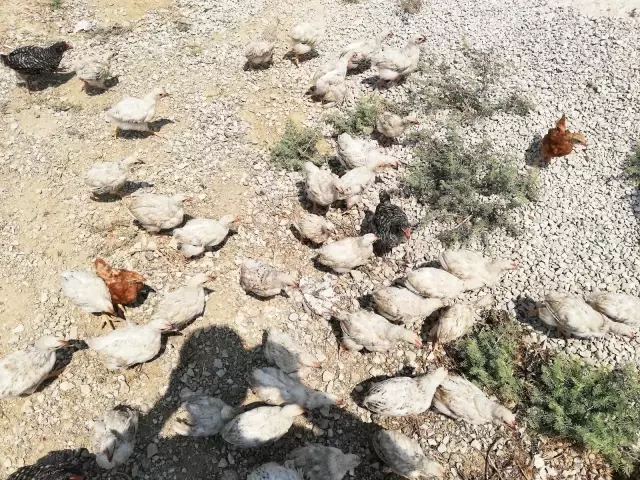 Ölüme terk edilen civcivler toplanmaya başladı