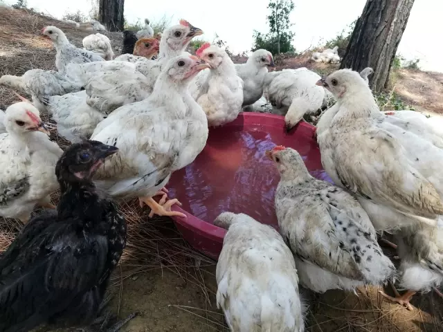 Ölüme terk edilen civcivler toplanmaya başladı