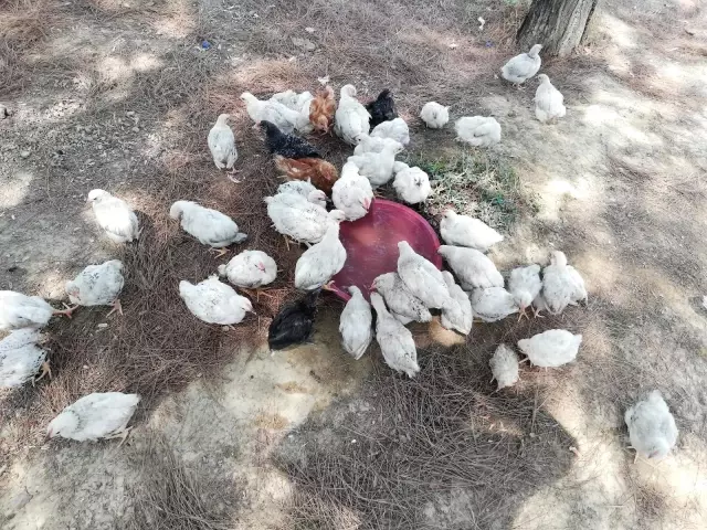 Ölüme terk edilen civcivler toplanmaya başladı