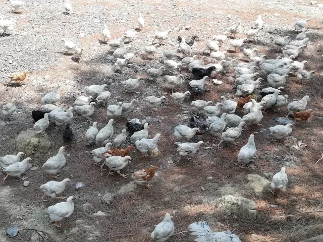 Ölüme terk edilen civcivler toplanmaya başladı