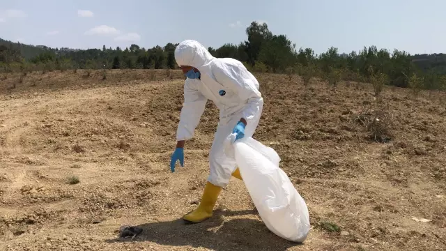 Araziye terk edilen yaklaşık 300 civciv korumaya alındı