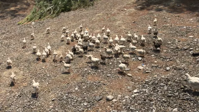 Araziye terk edilen yaklaşık 300 civciv korumaya alındı