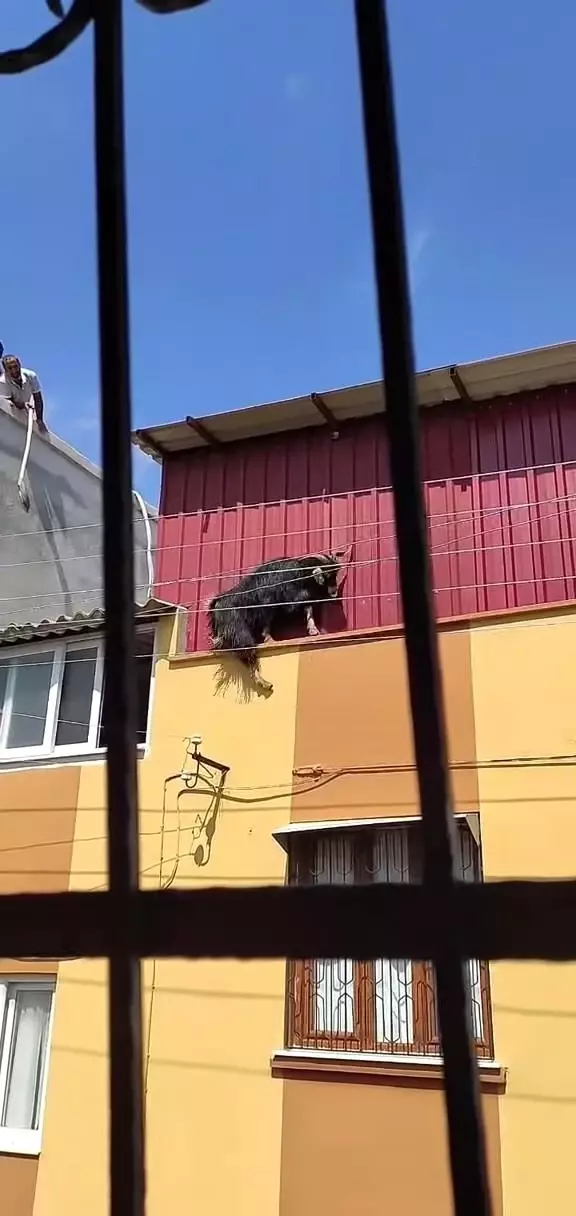 Adana'da kurbanlık keçi çatıdan düştü
