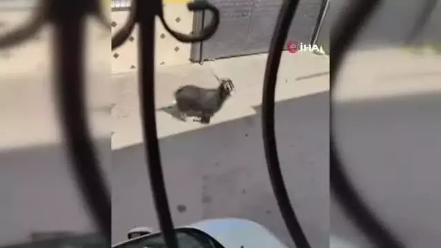 Adana'da kurbanlık keçi çatıdan düştü