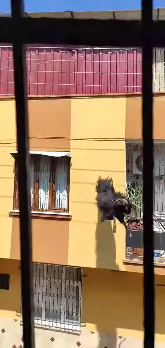 Adana'da kurbanlık keçi çatıdan düştü