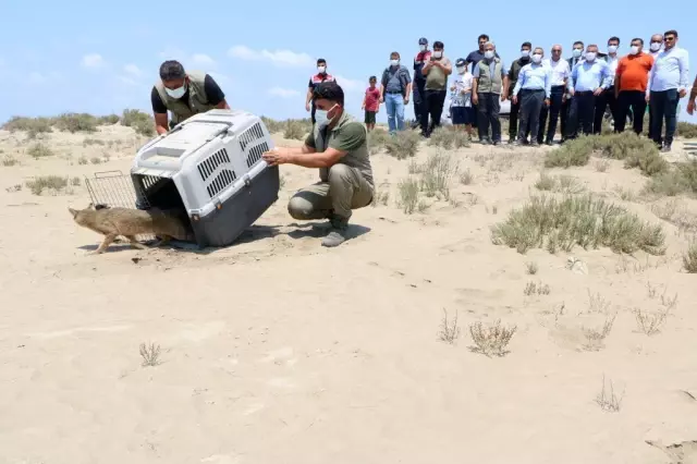 Tedavisi tamamlanan saz kedisi doğaya bırakıldı