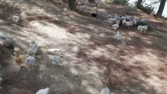 Adana'daki baraj gölünde yüzlerce civciv ölüme terk edildi Adana'daki baraj gölünde yüzlerce civciv ölüme terk edildi