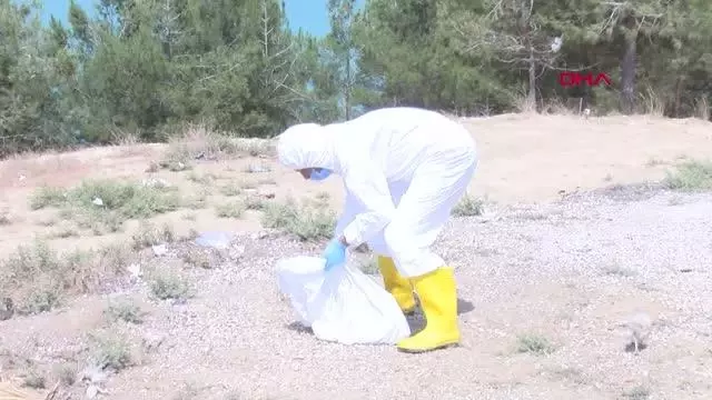 ADANA İL TARIM VE ORMAN MÜDÜRÜ TEKİN; 'TELEF OLAN CİVCİVLERİ LABORATUVARA GÖNDERİYORUZ' ADANA İL TARIM VE ORMAN MÜDÜRÜ TEKİN; 'TELEF OLAN CİVCİVLERİ LABORATUVARA GÖNDERİYORUZ'
